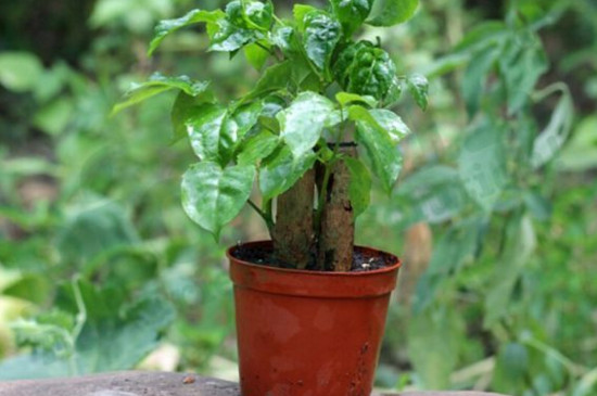 绿宝叶子发蔫如何回事，四个处理办法让叶子恢复正常