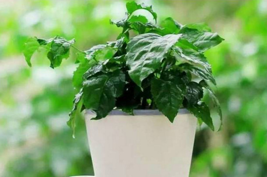 绿宝叶子发蔫如何回事，四个处理办法让叶子恢复正常