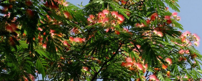 为何芙蓉树叫鬼树