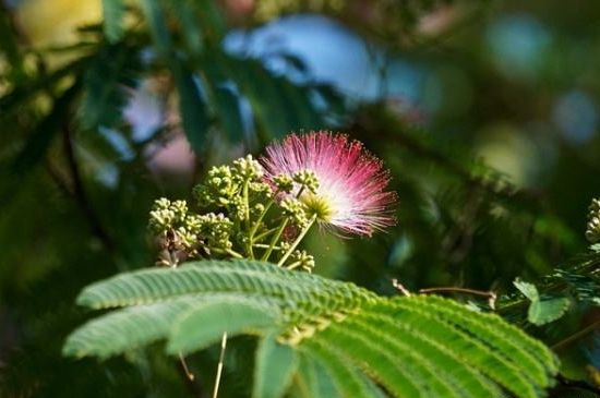 为何芙蓉树叫鬼树