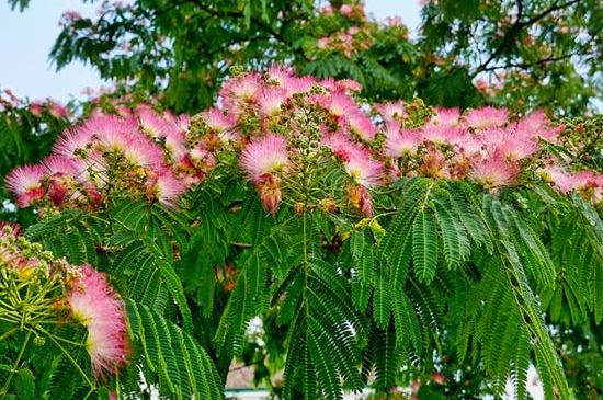 为何芙蓉树叫鬼树