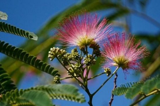 为何芙蓉树叫鬼树