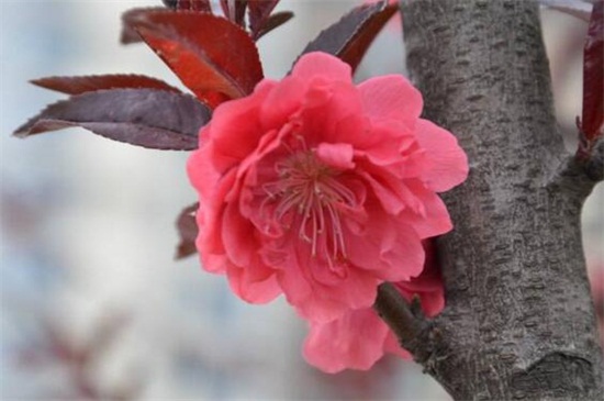 石楠花的功效和作用,可帮助消化还能可供观赏