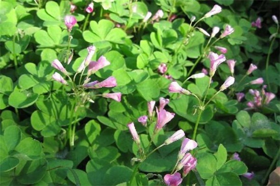 石楠花的功效和作用,可帮助消化还能可供观赏