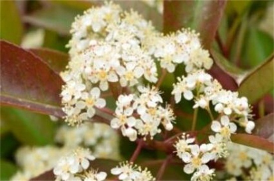 石楠花的功效和作用,可帮助消化还能可供观赏