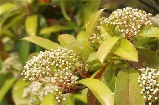 石楠花的功效和作用,可帮助消化还能可供观赏