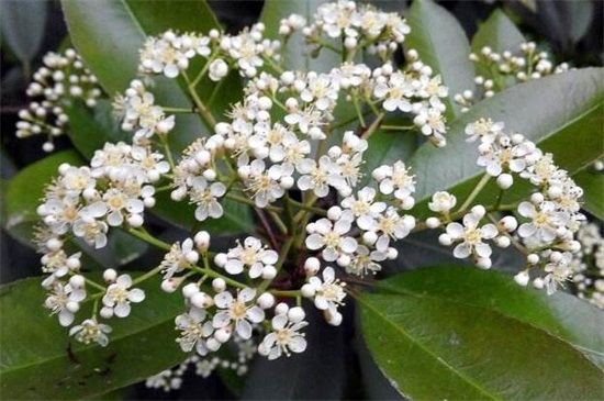 石楠花的繁殖办法，种子浸泡催芽播种繁殖