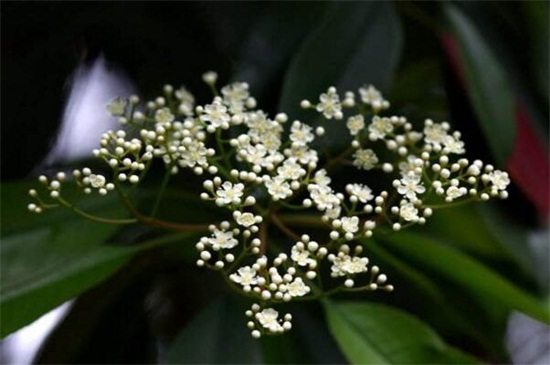 石楠花的繁殖办法，种子浸泡催芽播种繁殖