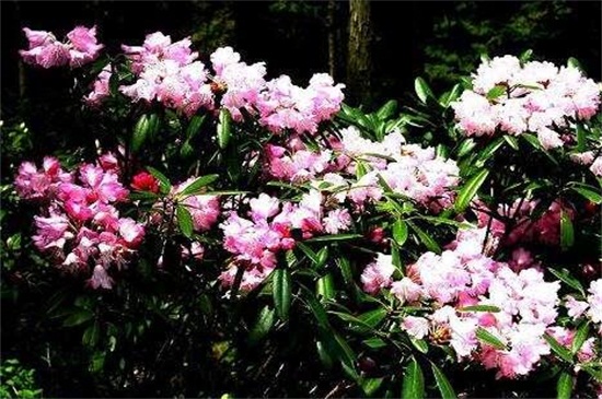 石楠花的繁殖办法，种子浸泡催芽播种繁殖