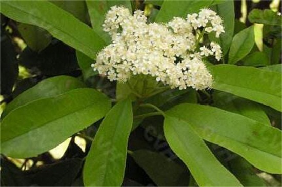 石楠花的主要变种，盘点常见四大种类
