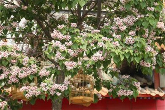 楸树的常见病害及其预防和治疗，炭疽病需通风洒药消毒