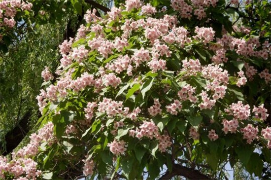 楸树的常见病害及其预防和治疗，炭疽病需通风洒药消毒