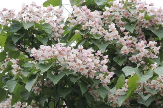 楸树的常见病害及其预防和治疗，炭疽病需通风洒药消毒