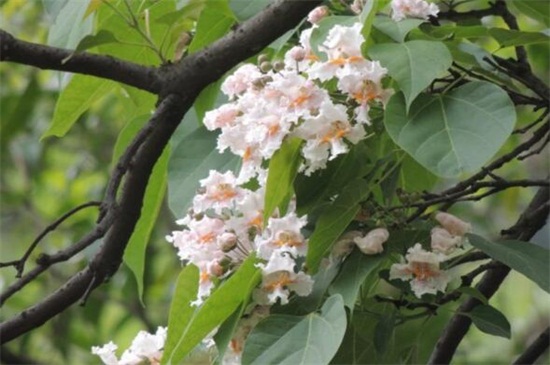 楸树的常见病害及其预防和治疗，炭疽病需通风洒药消毒