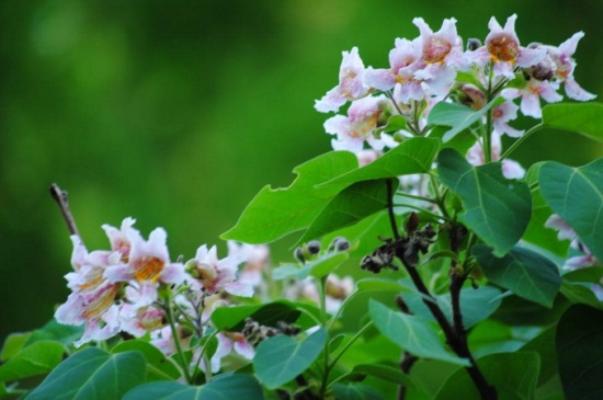 楸树的繁殖办法，春季可播种繁殖