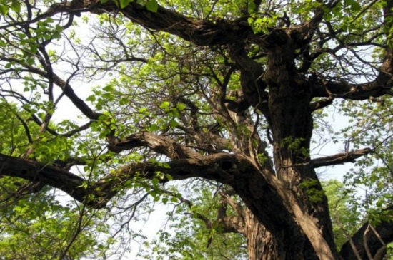 楸树的繁殖办法，春季可播种繁殖