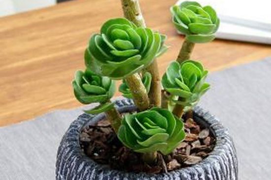 多肉老桩金钱木如何养