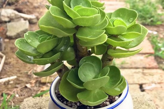 多肉老桩金钱木如何养