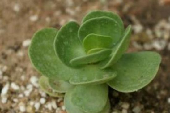 多肉老桩金钱木如何养