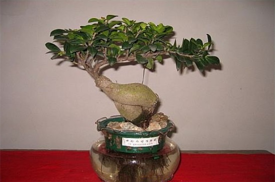 人参榕的家居摆放，装饰家居增添文艺气息