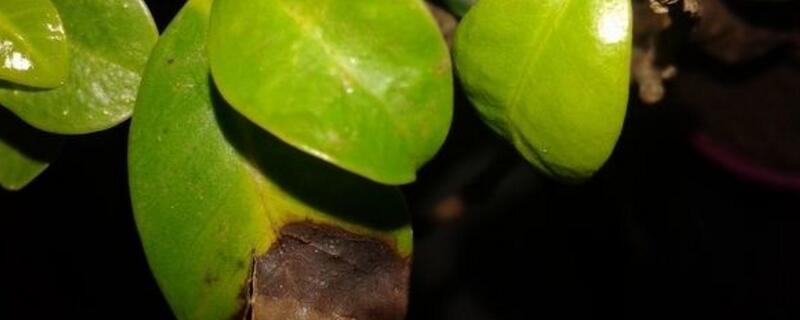 人参榕叶子发黄如何办