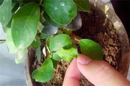 人参榕叶子发黄如何办