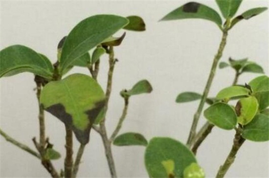 人参榕叶子发黄如何办