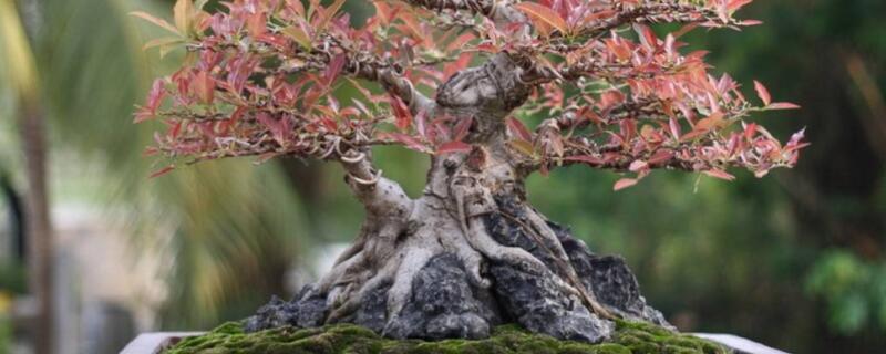 如何让人参榕根膨大