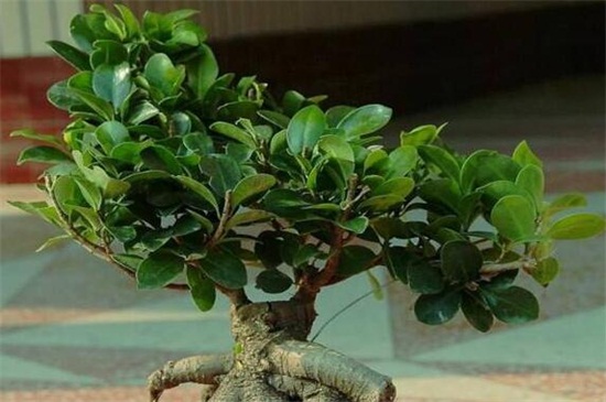 如何让人参榕根膨大