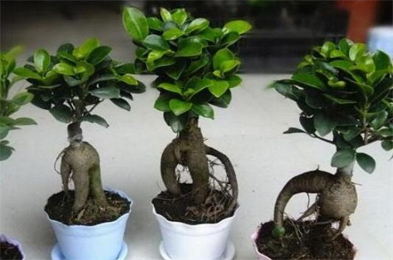 如何让人参榕根膨大