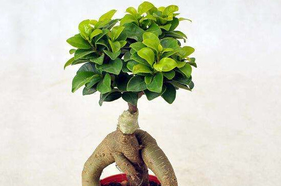 人参榕如何嫁接,枝接和楔接法/一个月左右成活