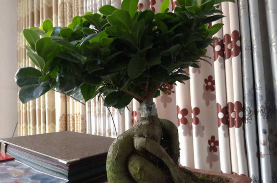 人参榕如何嫁接,枝接和楔接法/一个月左右成活