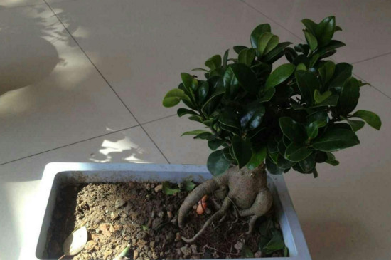 人参榕如何嫁接,枝接和楔接法/一个月左右成活