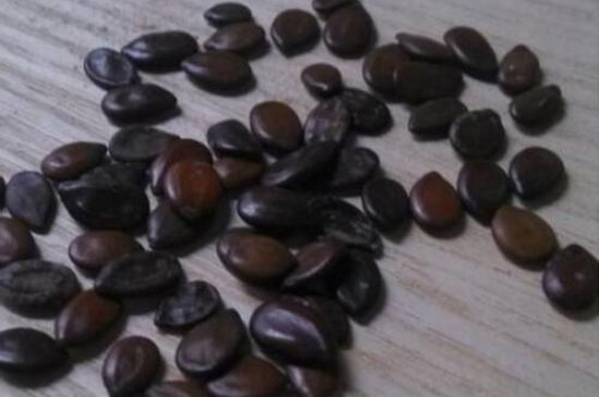 人参榕如何嫁接,枝接和楔接法/一个月左右成活