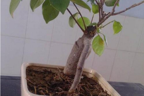 人参榕如何嫁接,枝接和楔接法/一个月左右成活