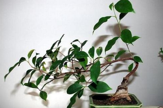 人参榕如何嫁接,枝接和楔接法/一个月左右成活