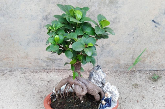 人参榕如何嫁接,枝接和楔接法/一个月左右成活