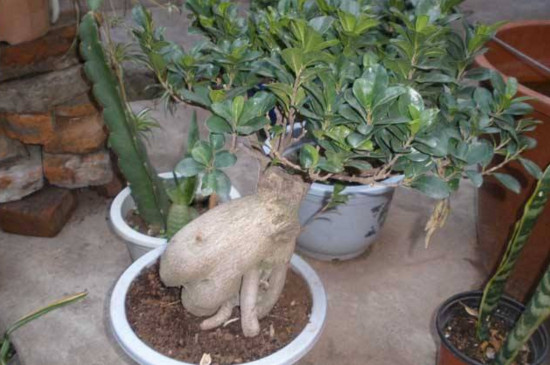 人参榕如何嫁接,枝接和楔接法/一个月左右成活