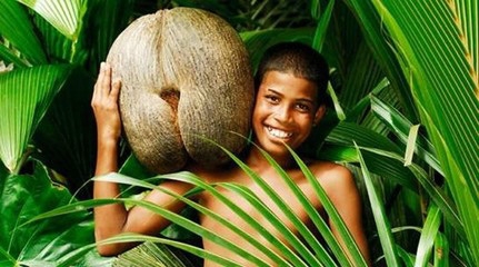 植物界最大的种子：复椰子海椰子