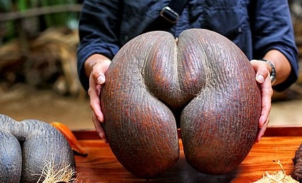 植物界最大的种子：复椰子海椰子