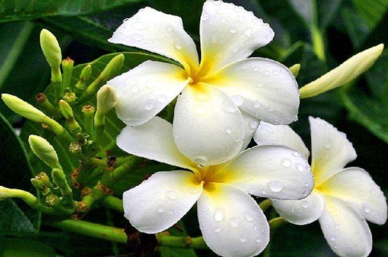 家里养七里香有什么益处，增进夫妻感情装饰家居