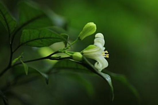 家里养七里香有什么益处，增进夫妻感情装饰家居