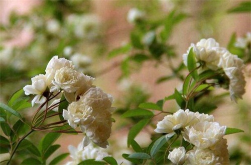 七里香的病虫害预防和治疗，白粉病需清洗植株洒药