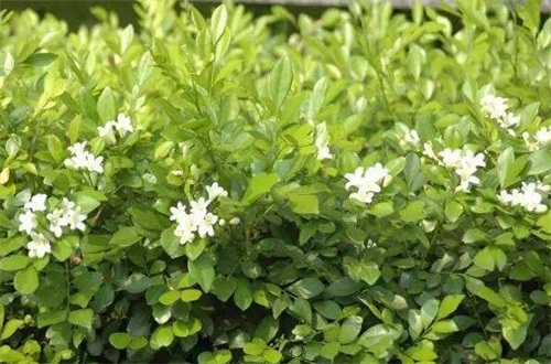 七里香的病虫害预防和治疗，白粉病需清洗植株洒药