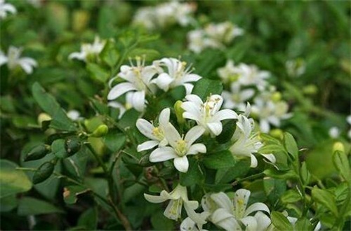 七里香的病虫害预防和治疗，白粉病需清洗植株洒药