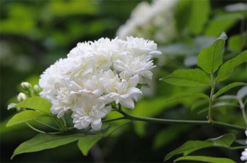 七里香的病虫害预防和治疗，白粉病需清洗植株洒药