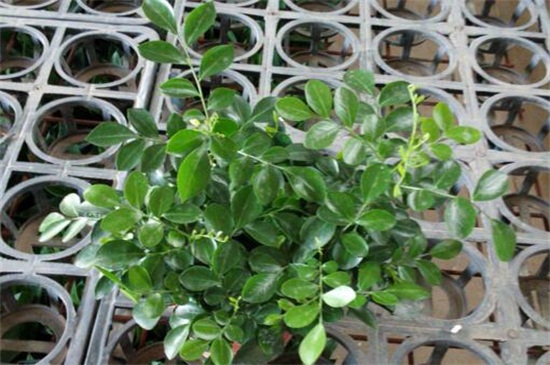 七里香种子如何种，选种催芽配土栽植