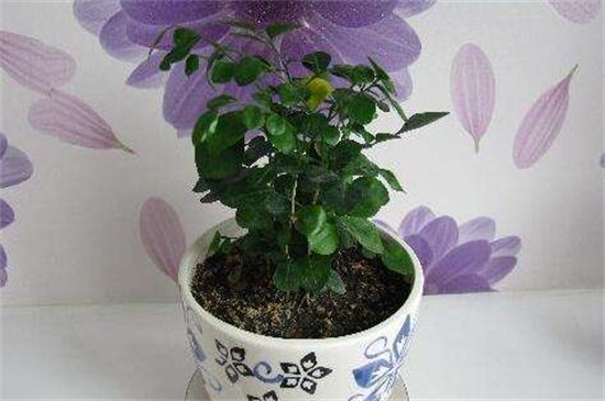 七里香种子如何种，选种催芽配土栽植