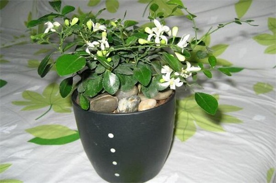 盆栽七里香如何播种