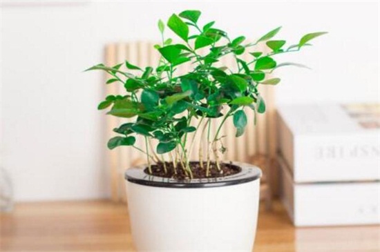 盆栽七里香如何播种